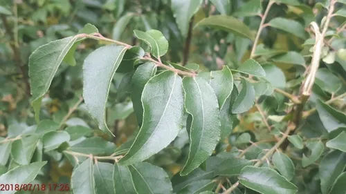 curry leaf (Murraya koenigii), photograph