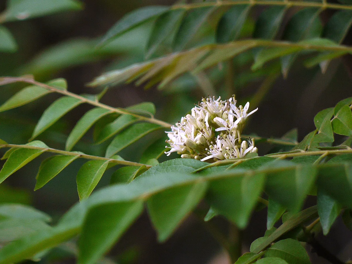 curry leaf (Murraya koenigii), photograph