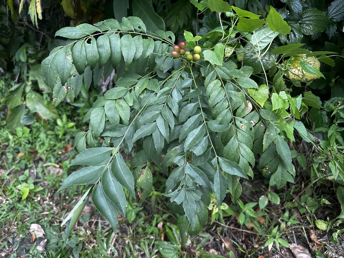 curry leaf (Murraya koenigii), photograph