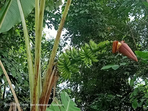 Photo: (c) Ong Jyh Seng, some rights reserved (CC BY-SA) · cc-by-sa · via iNaturalist Banana, photograph