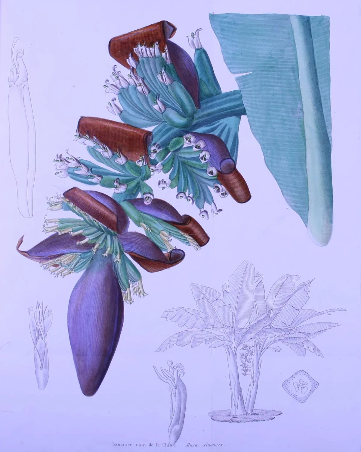 Illustration: Unknown authorUnknown author · Public domain · via Wikimedia banana (Musa acuminata), botanical illustration