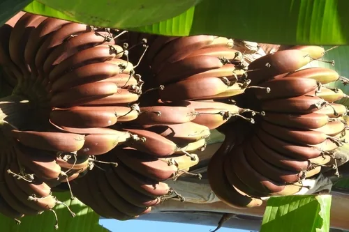 banana (Musa acuminata), photograph