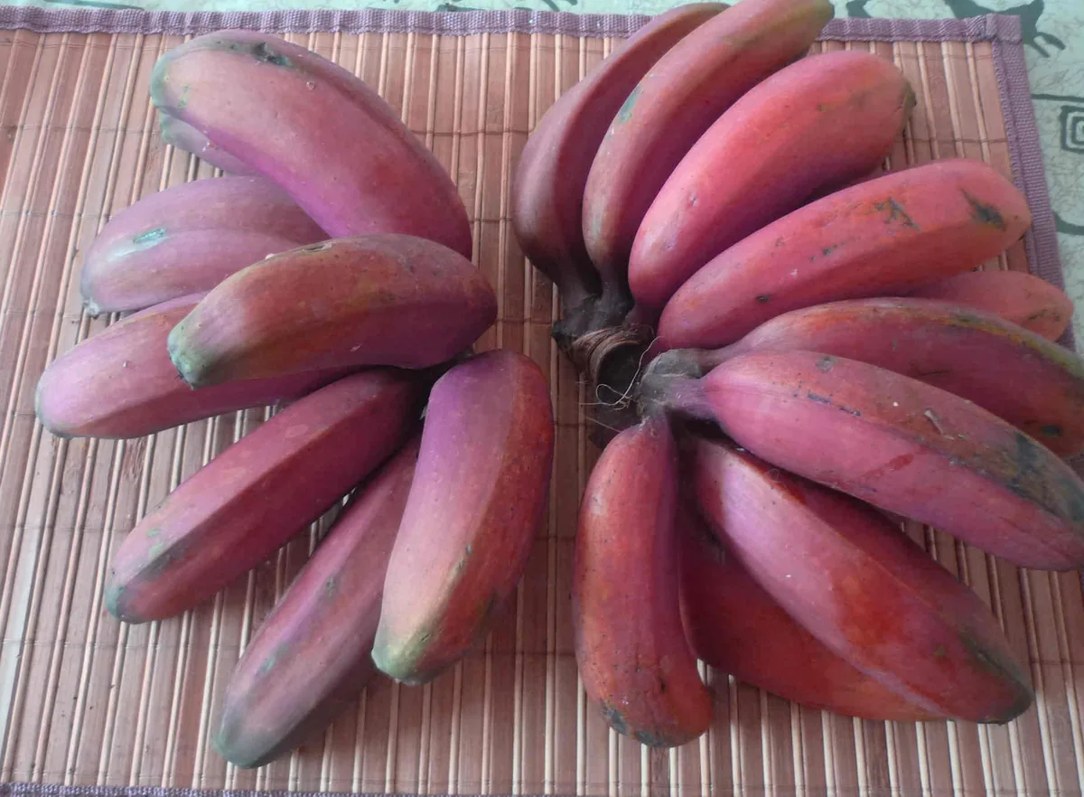 banana (Musa acuminata), photograph