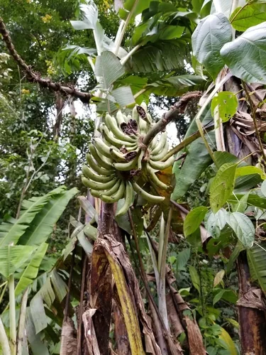 banana (Musa acuminata), photograph