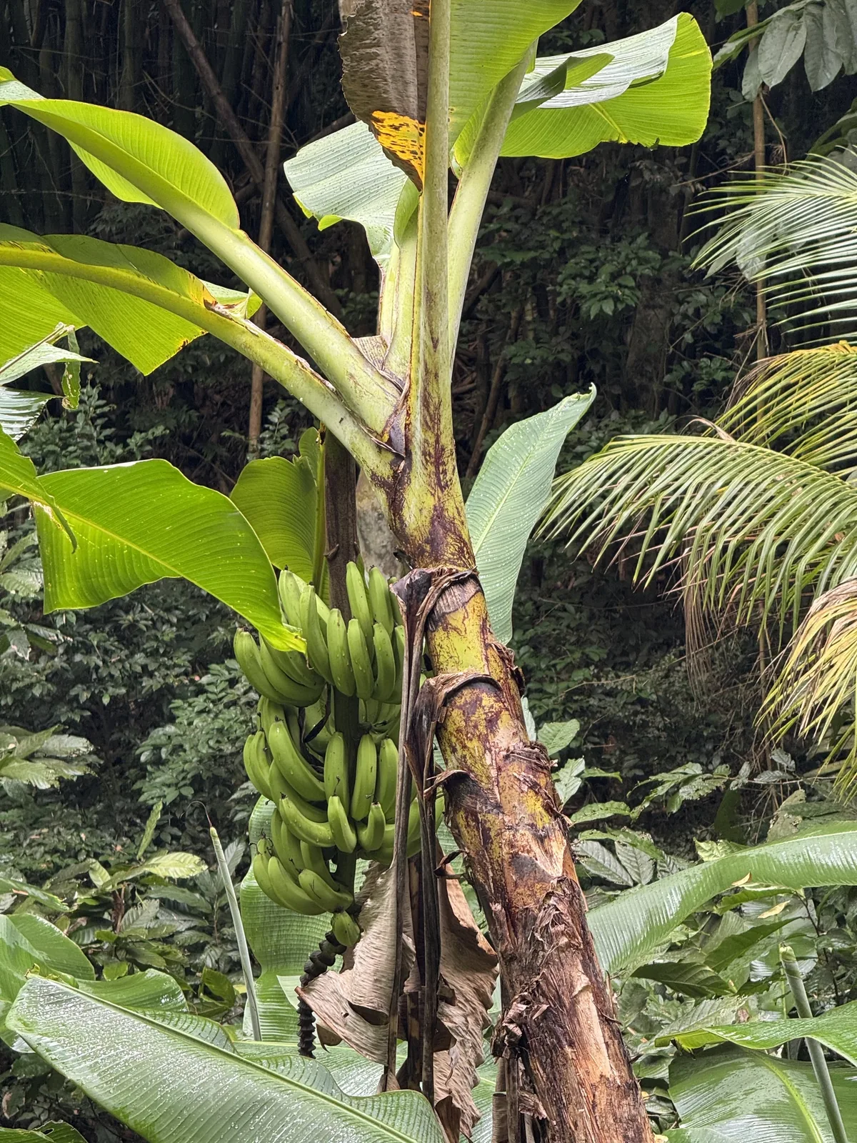 banana (Musa acuminata), photograph