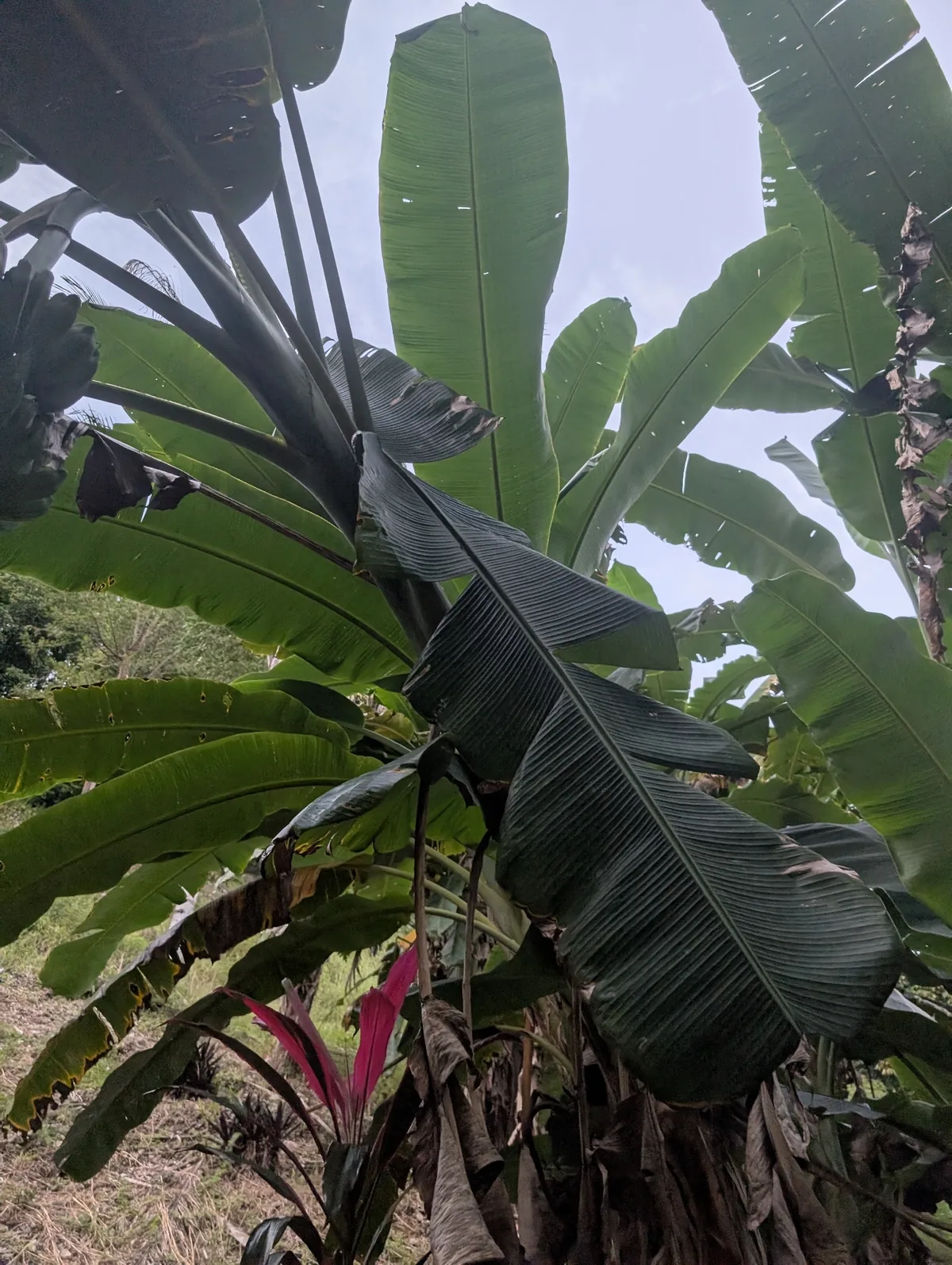Plantain (Musa × paradisiaca), photograph