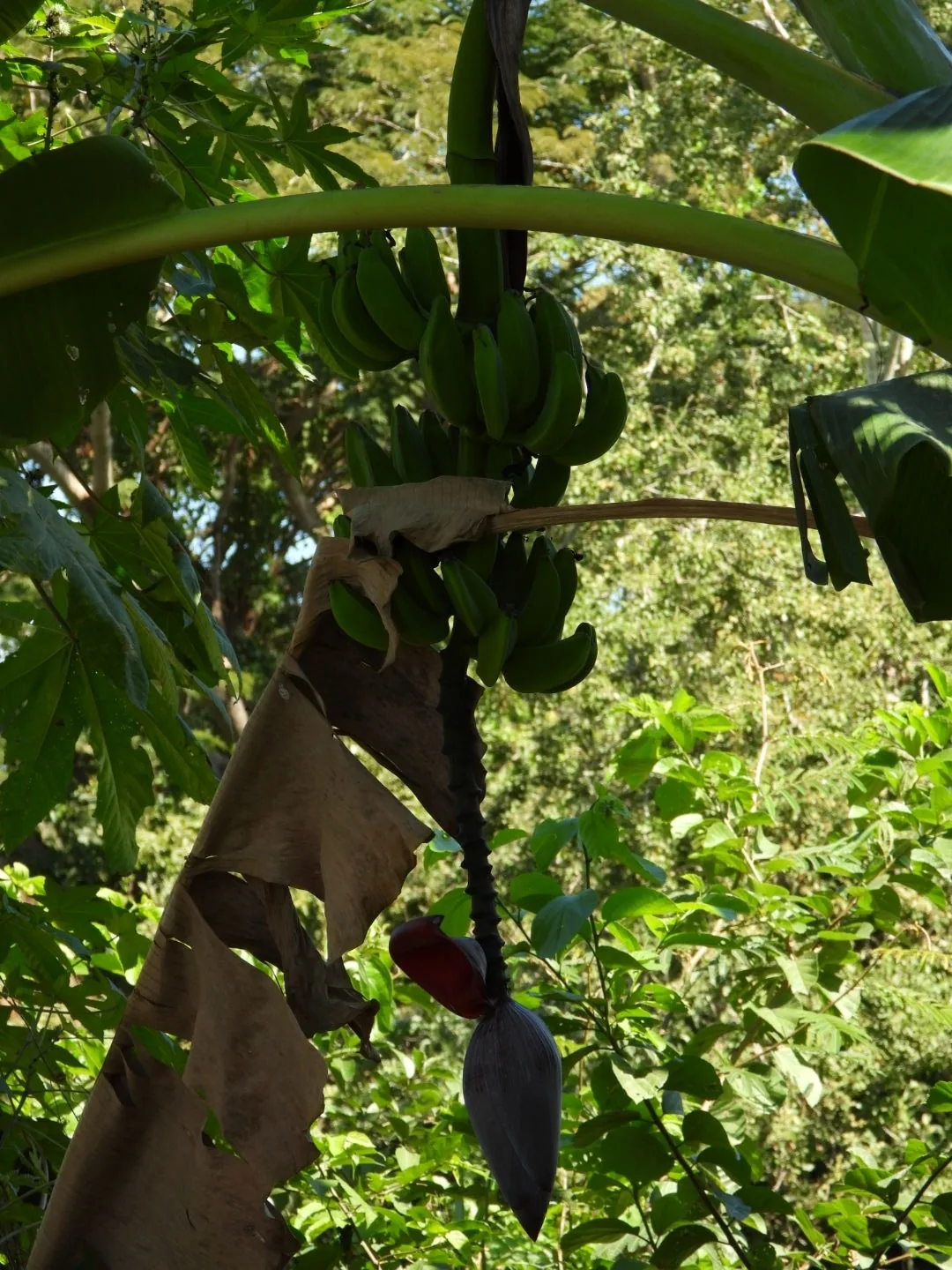Plantain (Musa × paradisiaca), photograph
