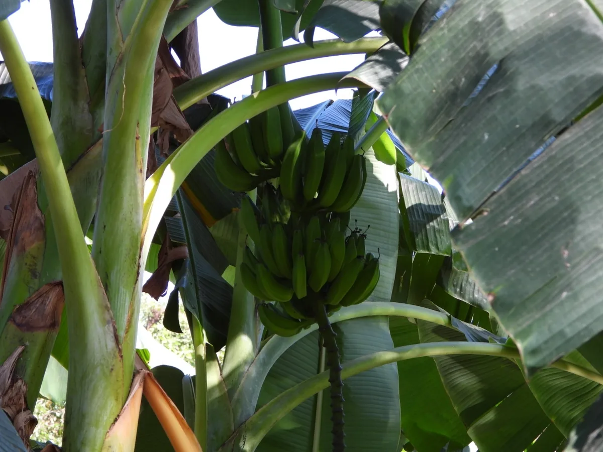 Photo: Sinaloa Silvestre, via iNaturalist · CC0 · via GBIF Plantain (Musa × paradisiaca), photograph