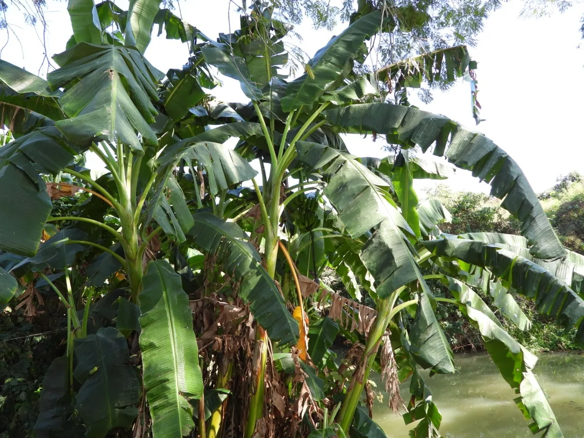 Plantain (Musa × paradisiaca), photograph
