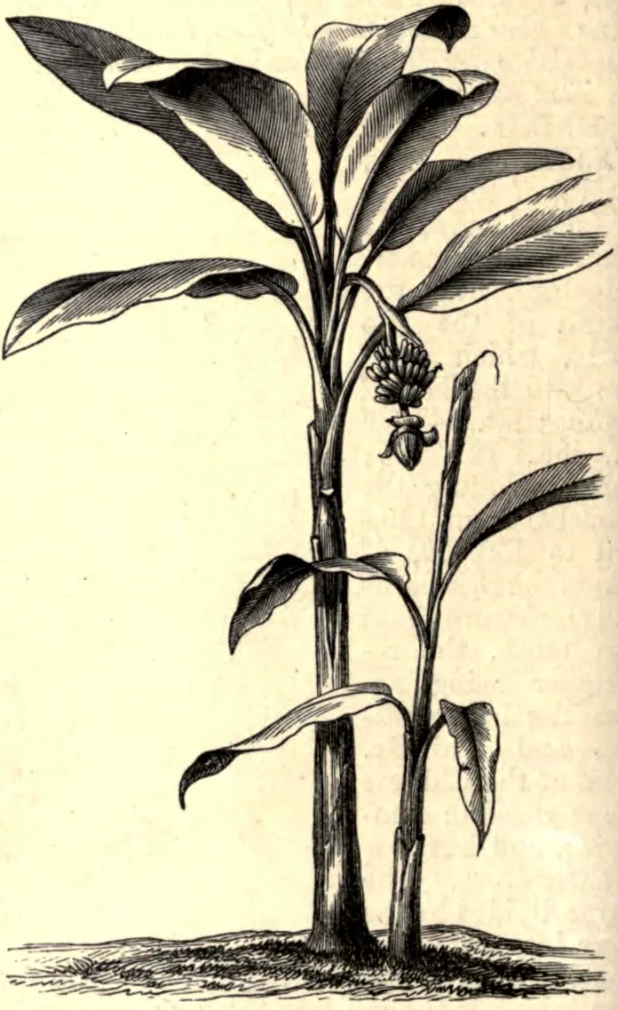 Illustration: Unknown authorUnknown author · Public domain · via Wikimedia Commons abaca (Musa textilis), botanical illustration