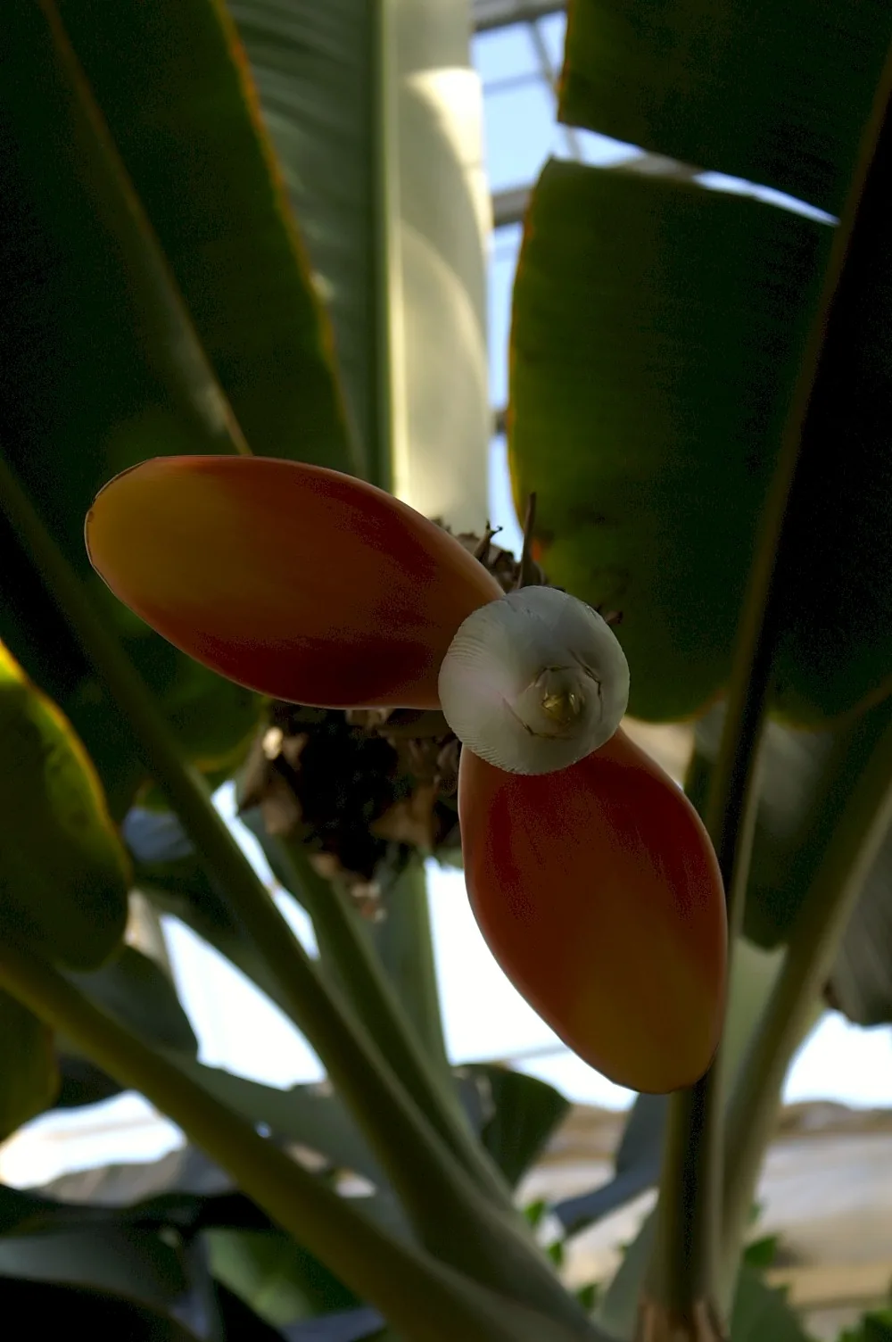 Abaca (Musa textilis), photograph
