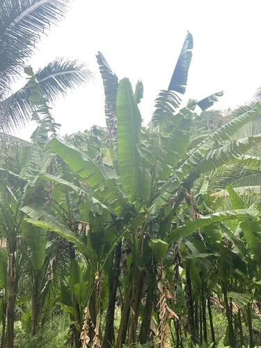 Photo: (c) Forest Botial-Jarvis, some rights reserved (CC BY) · cc-by · via iNaturalist Abaca (Musa textilis), photograph