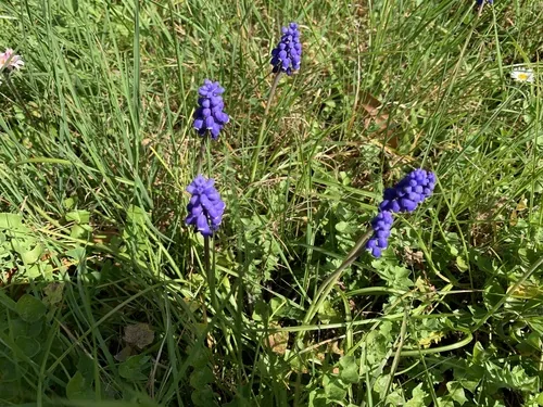 Grape Hyacinth (Muscari armeniacum), photograph