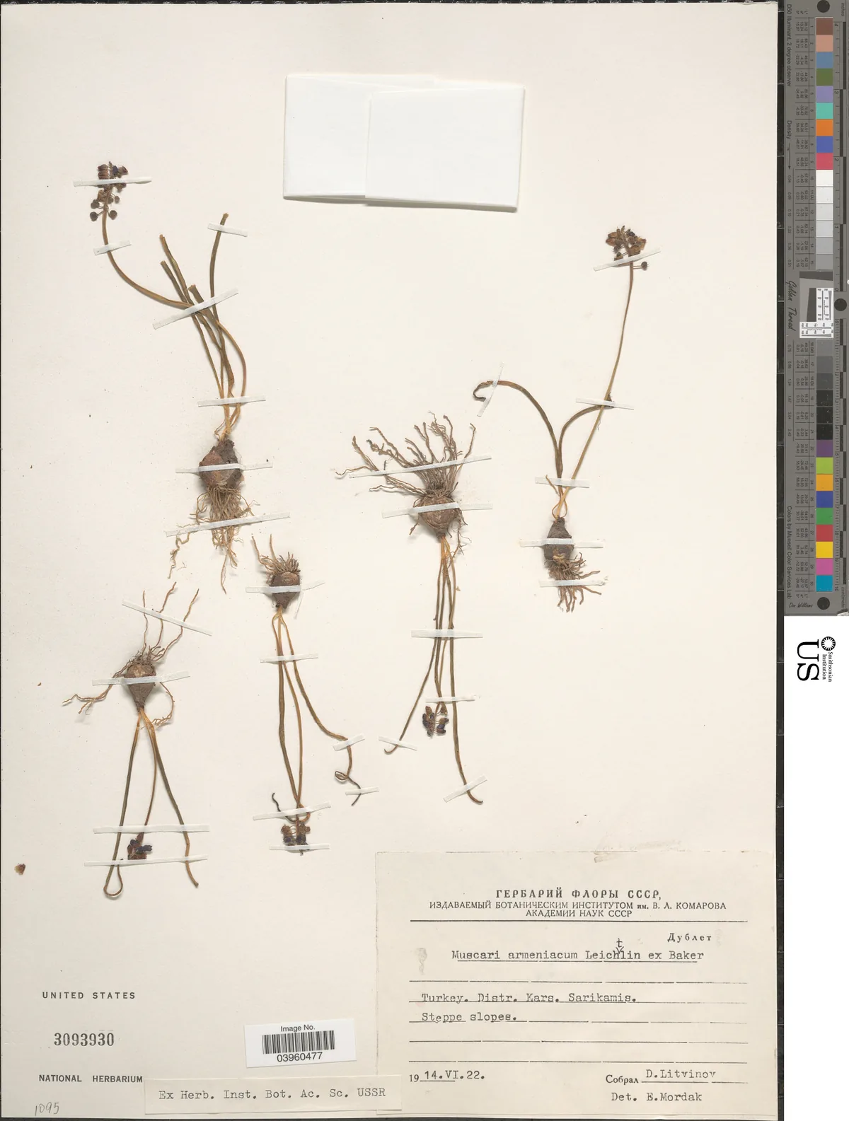 Grape Hyacinth (Muscari armeniacum), photograph