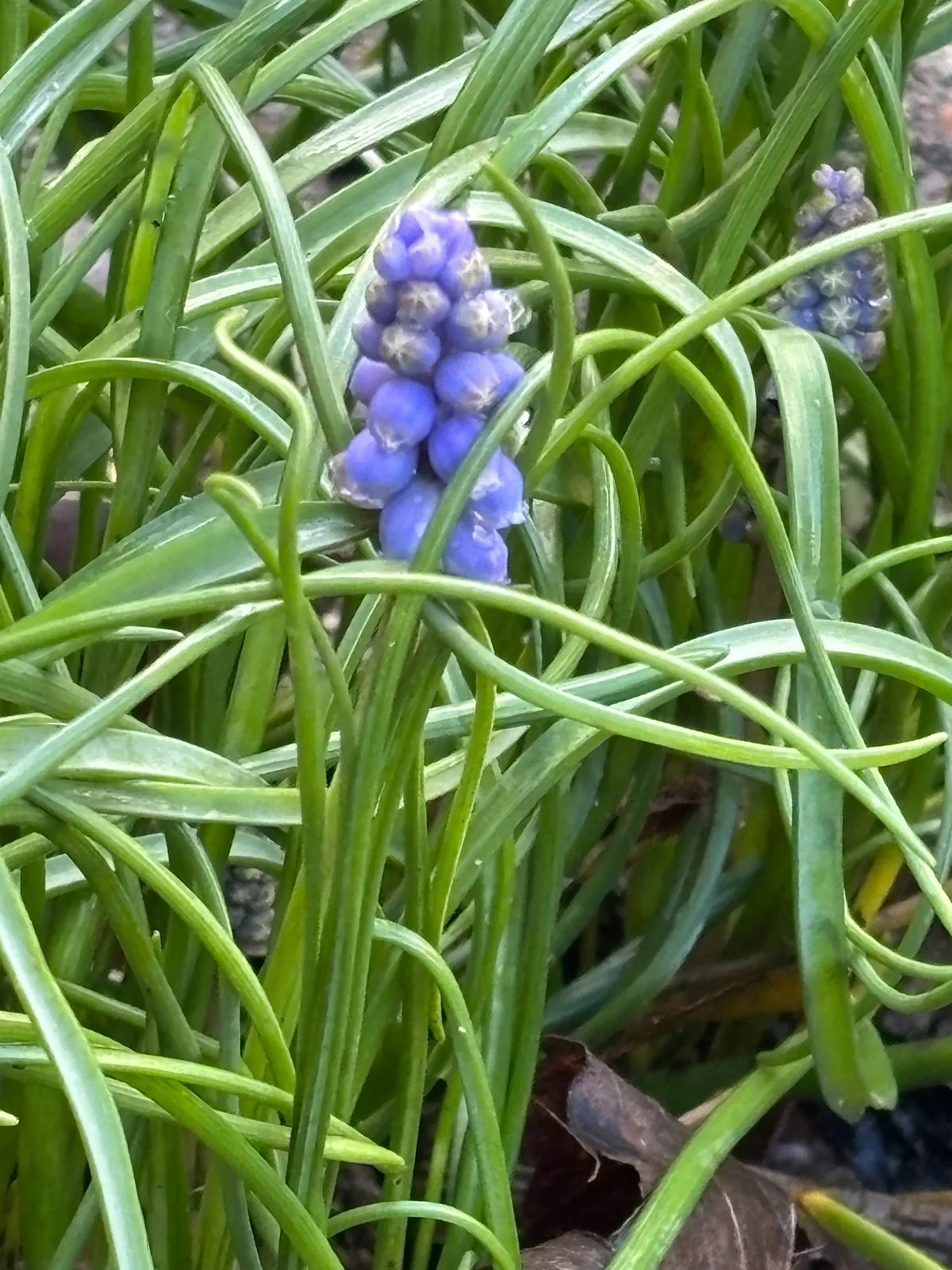 Photo: Jose Gutierrez Higa, via iNaturalist · CC BY · via GBIF grape hyacinth (Muscari armeniacum), photograph