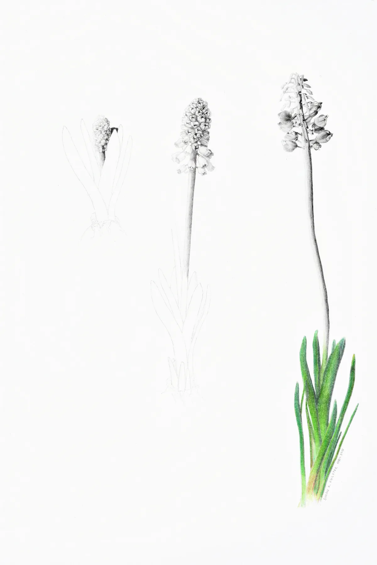 Grape Hyacinth (Muscari armeniacum), botanical illustration