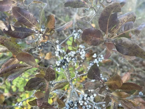 Bayberry (Myrica pensylvanica), photograph