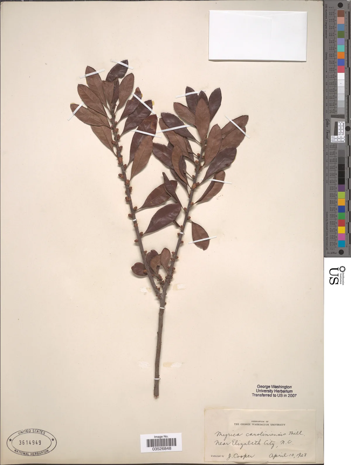 Bayberry (Myrica pensylvanica), photograph