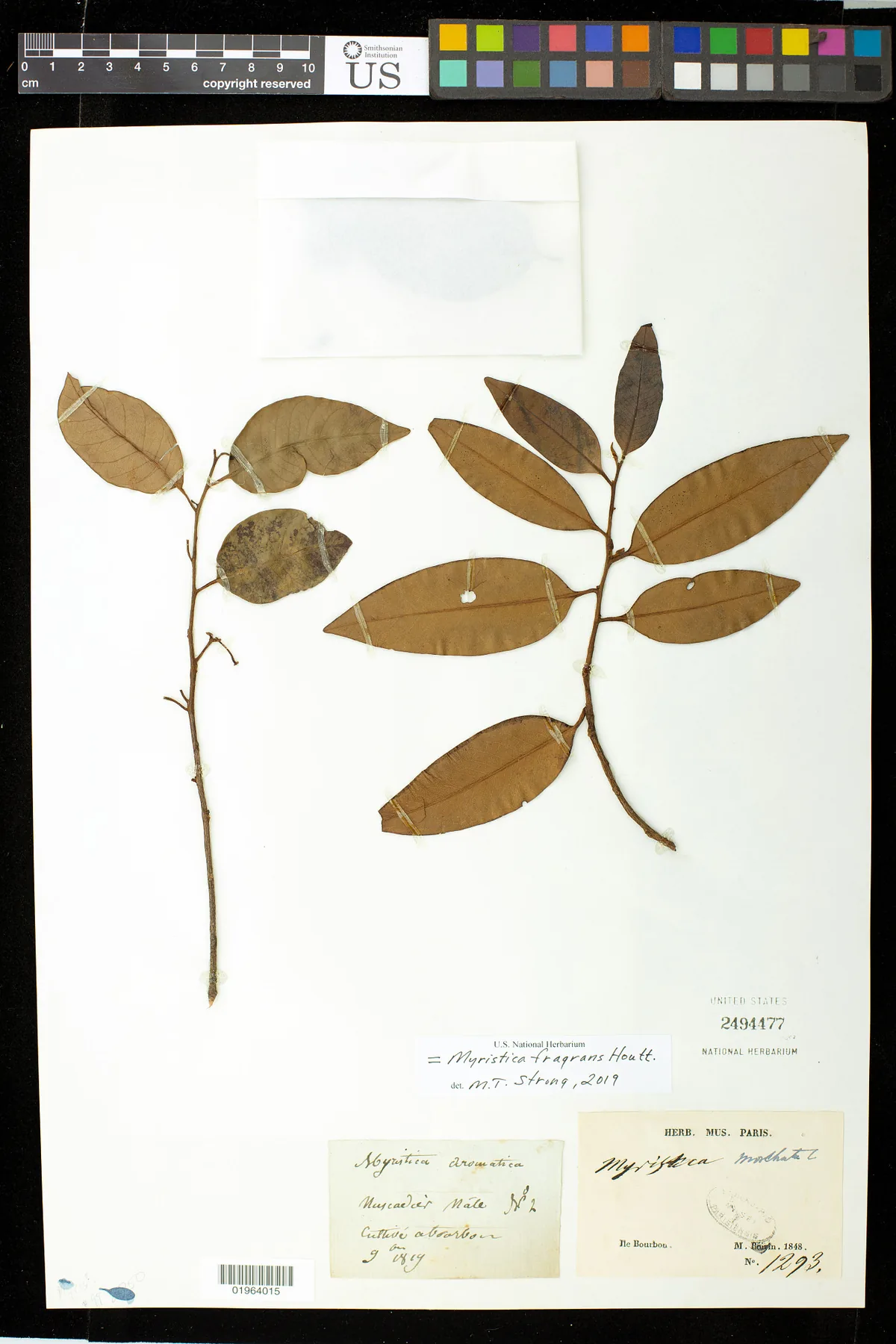 Nutmeg (Myristica fragrans), photograph