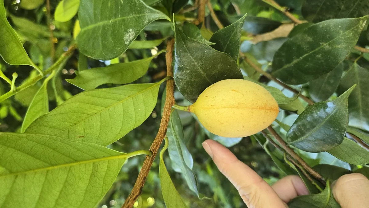Photo: Cheongweei Gan, via iNaturalist · CC BY · via GBIF nutmeg (Myristica fragrans), photograph