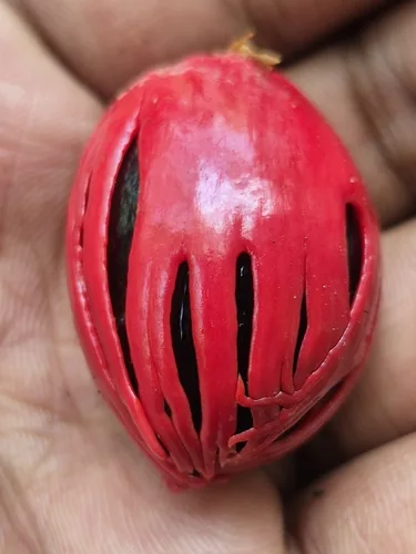 Nutmeg (Myristica fragrans), photograph