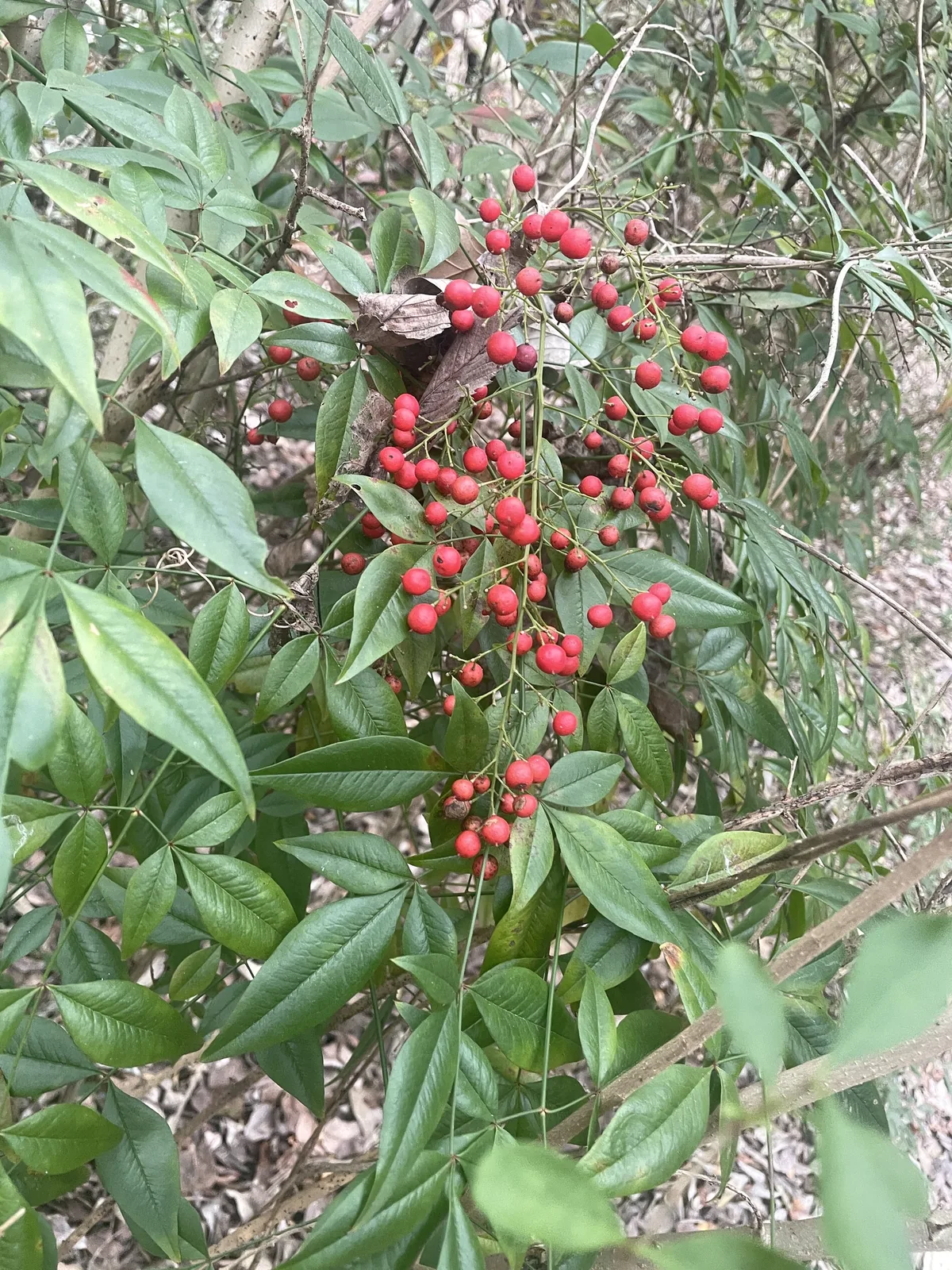 Photo: Nathan May, via iNaturalist · CC BY · via GBIF nandina (Nandina domestica), photograph