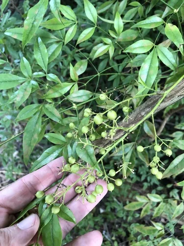 nandina (Nandina domestica), photograph