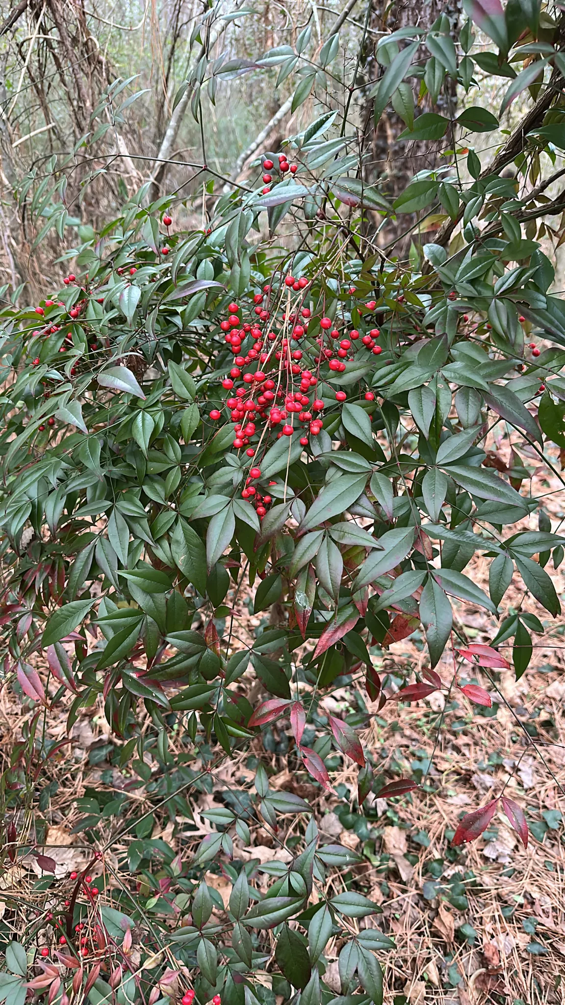 nandina (Nandina domestica), photograph
