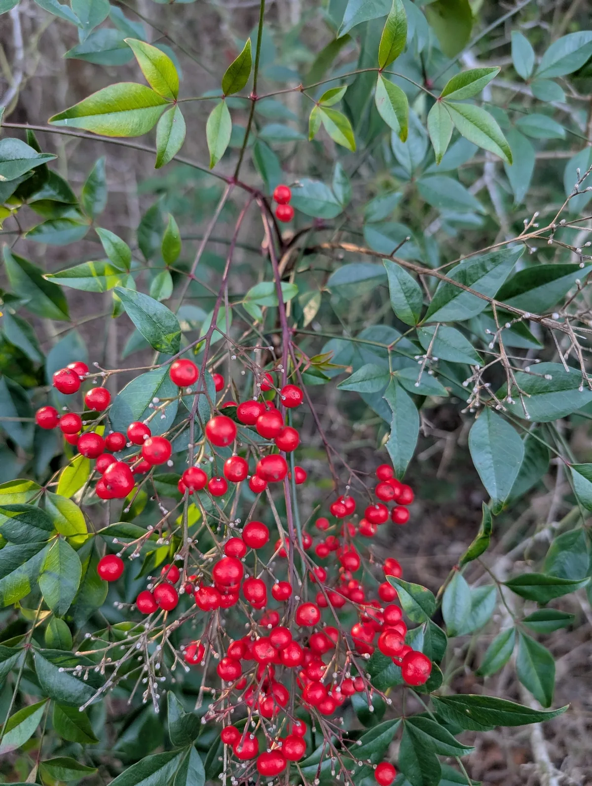 nandina (Nandina domestica), photograph