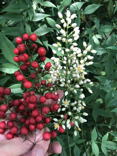 nandina (Nandina domestica), photograph