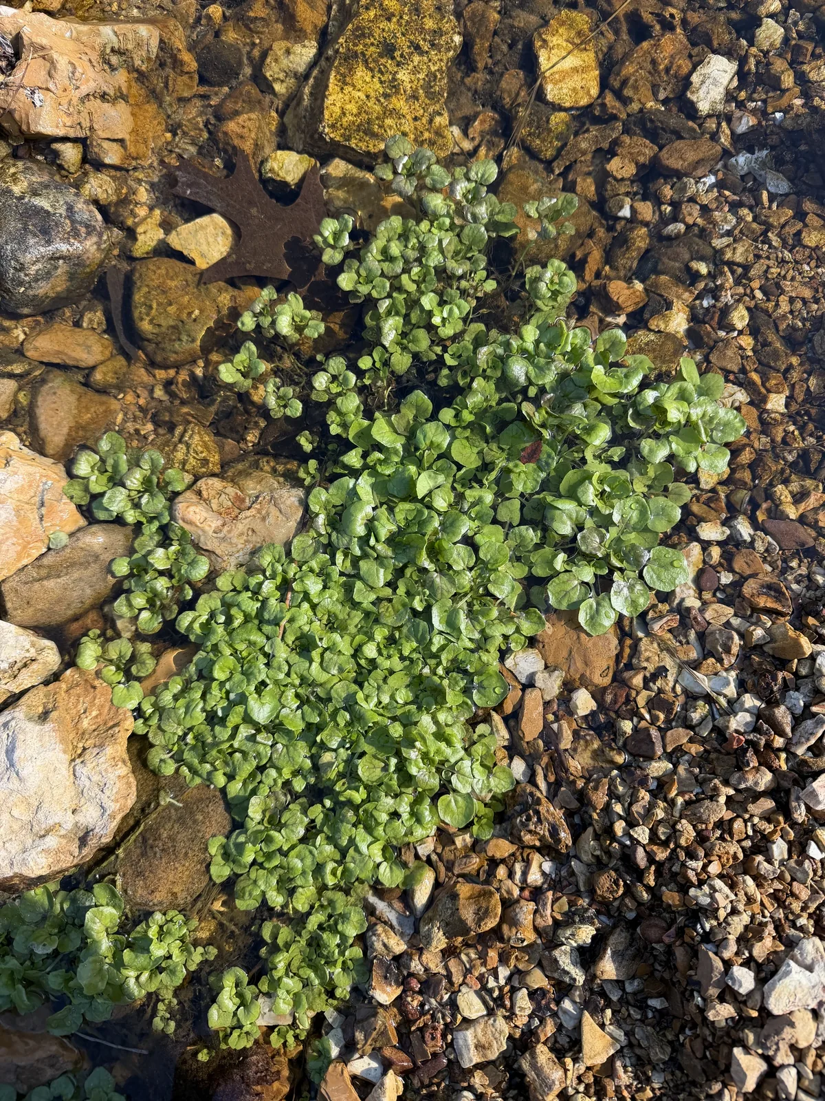 Watercress (Nasturtium officinale), photograph