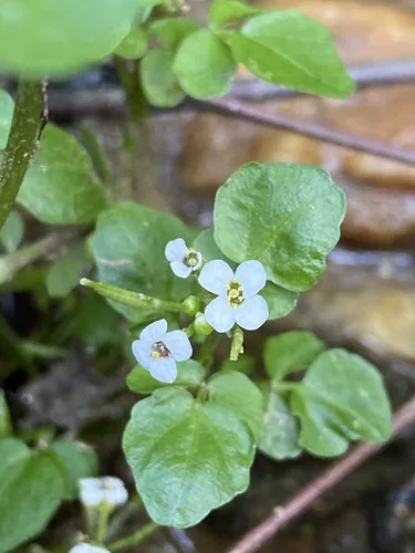 Photo: (c) Emily Summerbell, some rights reserved (CC BY) · cc-by · via iNaturalist Watercress (Nasturtium officinale), photograph