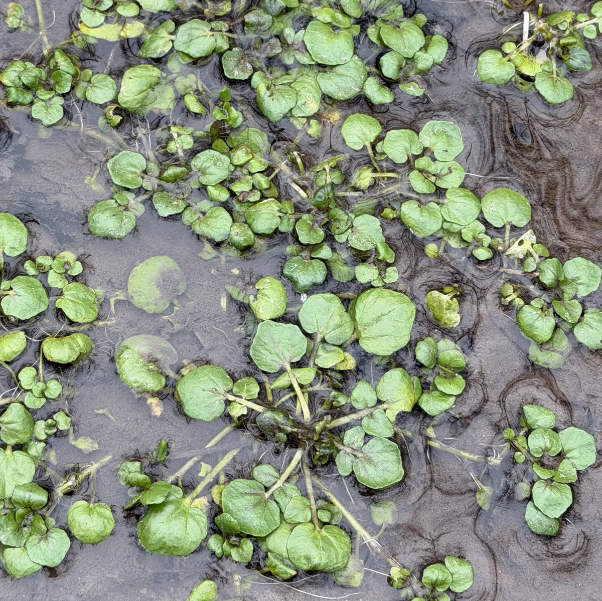 Watercress (Nasturtium officinale), photograph
