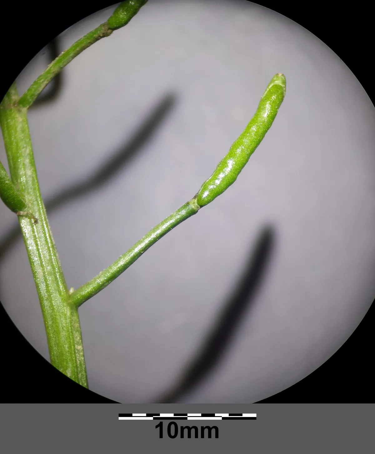 Watercress (Nasturtium officinale), photograph