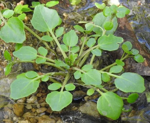 Watercress (Nasturtium officinale), photograph