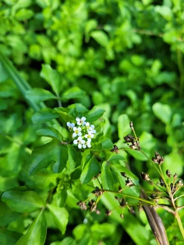watercress (Nasturtium officinale), photograph