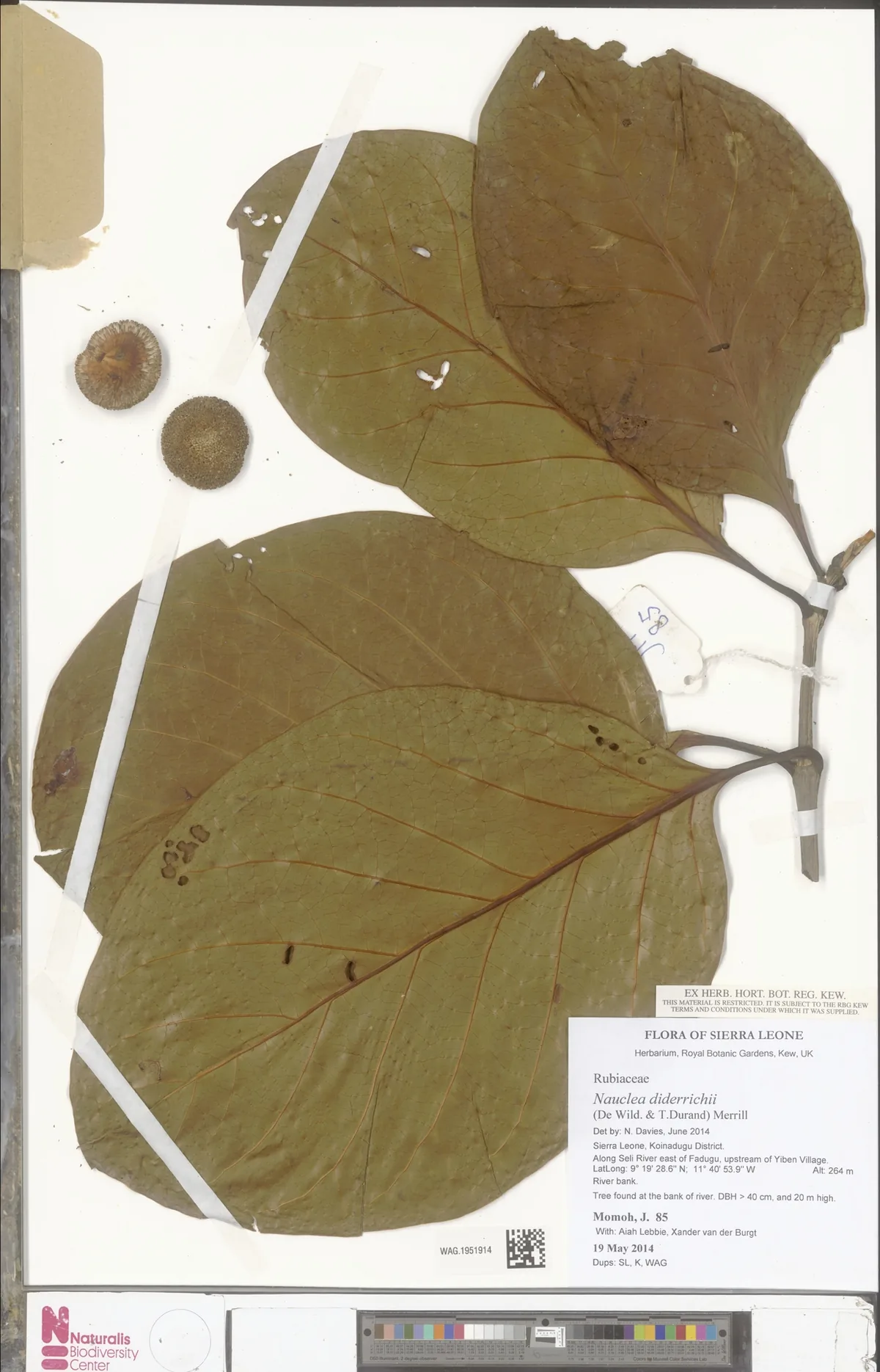 opepe (Nauclea diderrichii), photograph