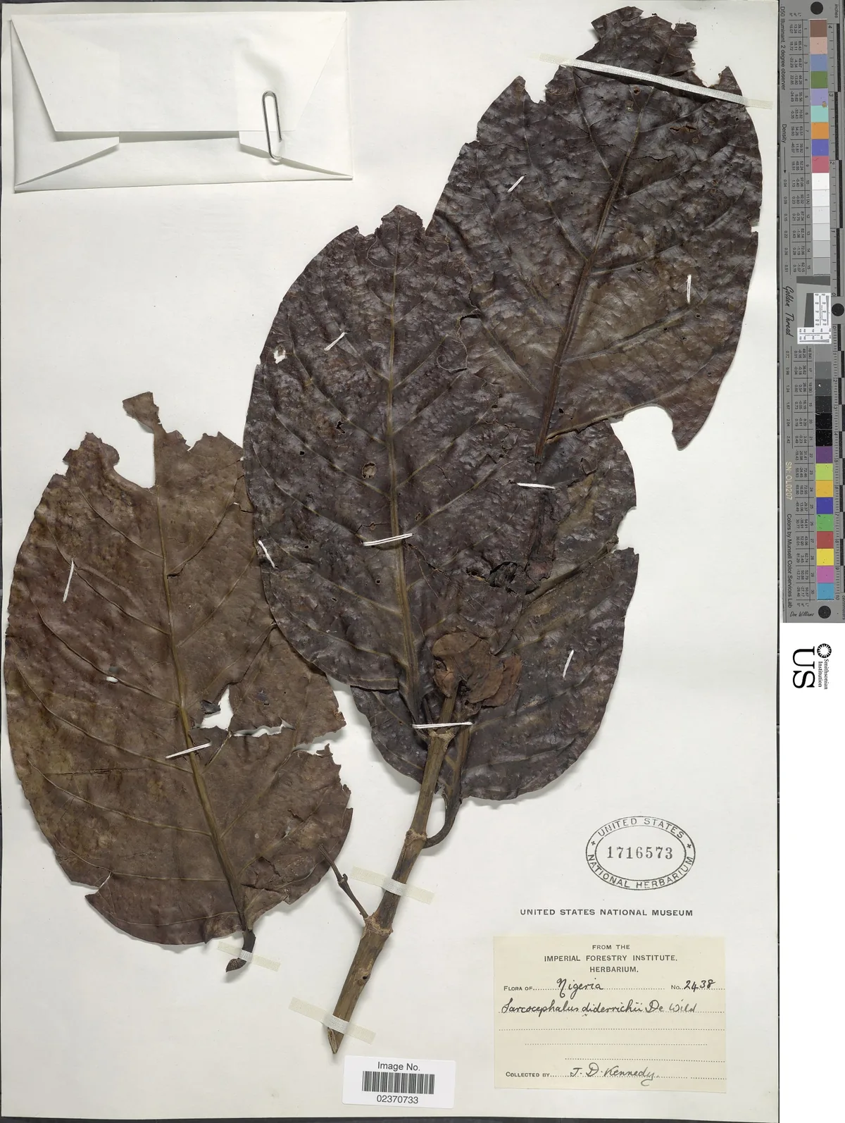 opepe (Nauclea diderrichii), photograph