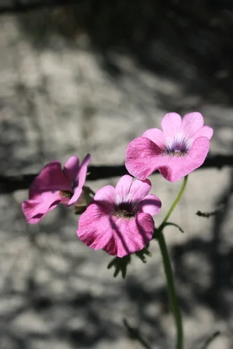 Photo: (c) Jacques van der Merwe, some rights reserved · CC BY-SA · via iNaturalist nemesia (Nemesia strumosa), photograph