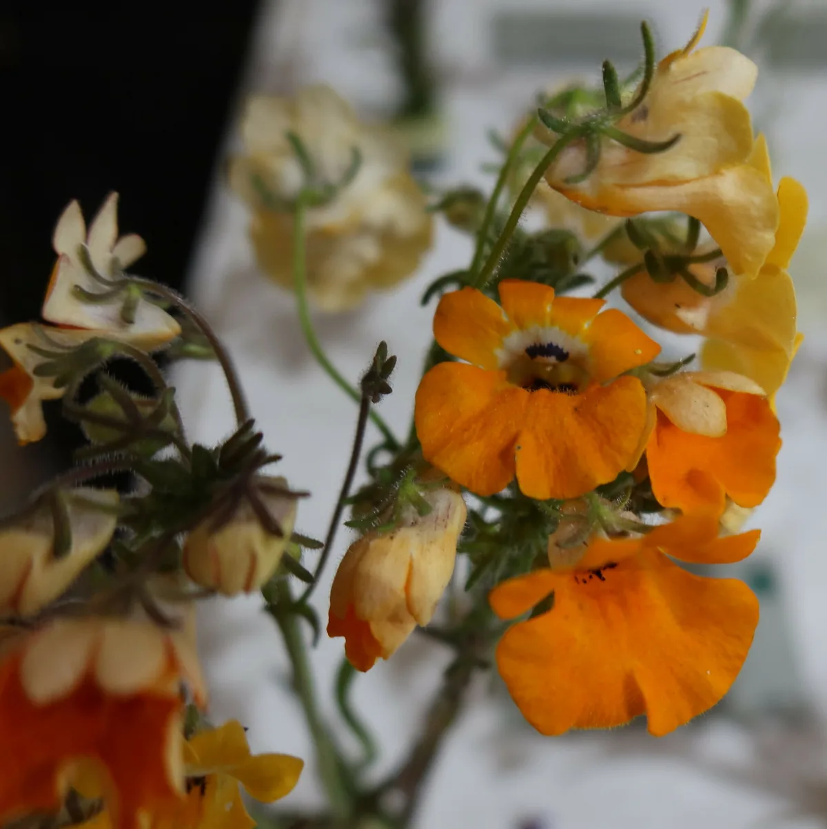 nemesia (Nemesia strumosa), photograph