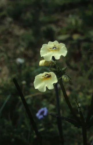 nemesia (Nemesia strumosa), photograph