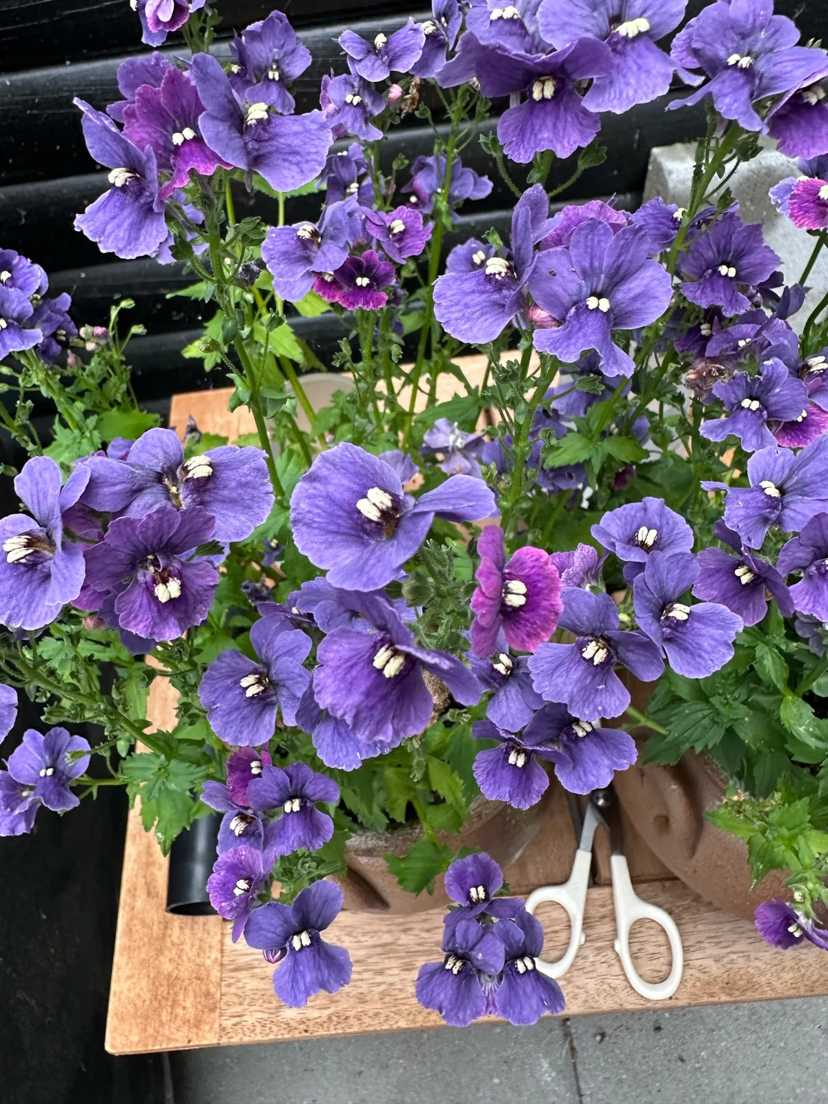 nemesia (Nemesia strumosa), photograph