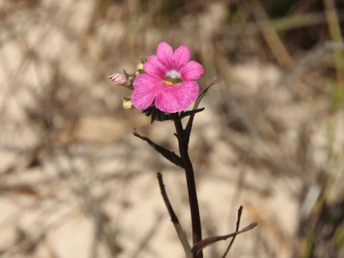 nemesia (Nemesia strumosa), photograph