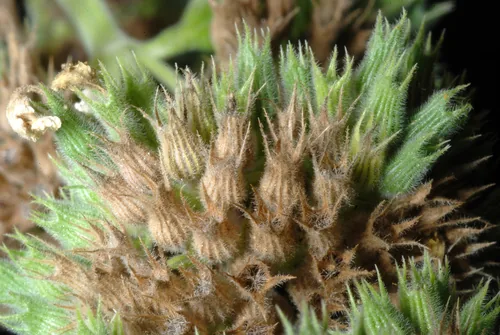 Catnip (Nepeta cataria), photograph