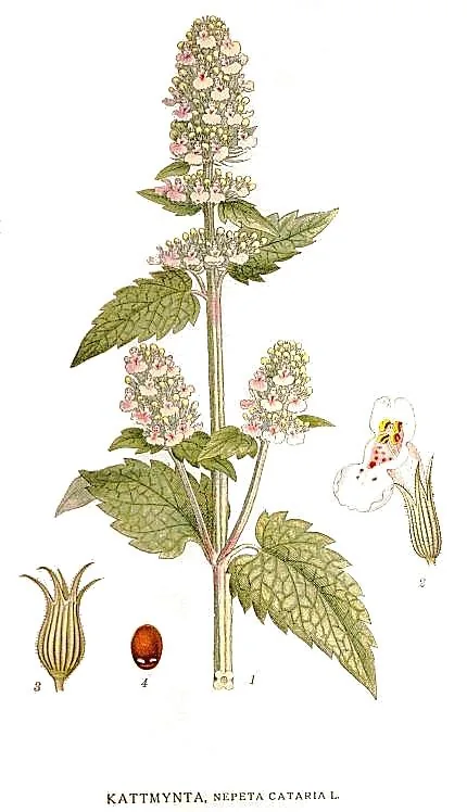 Catnip (Nepeta cataria), botanical illustration