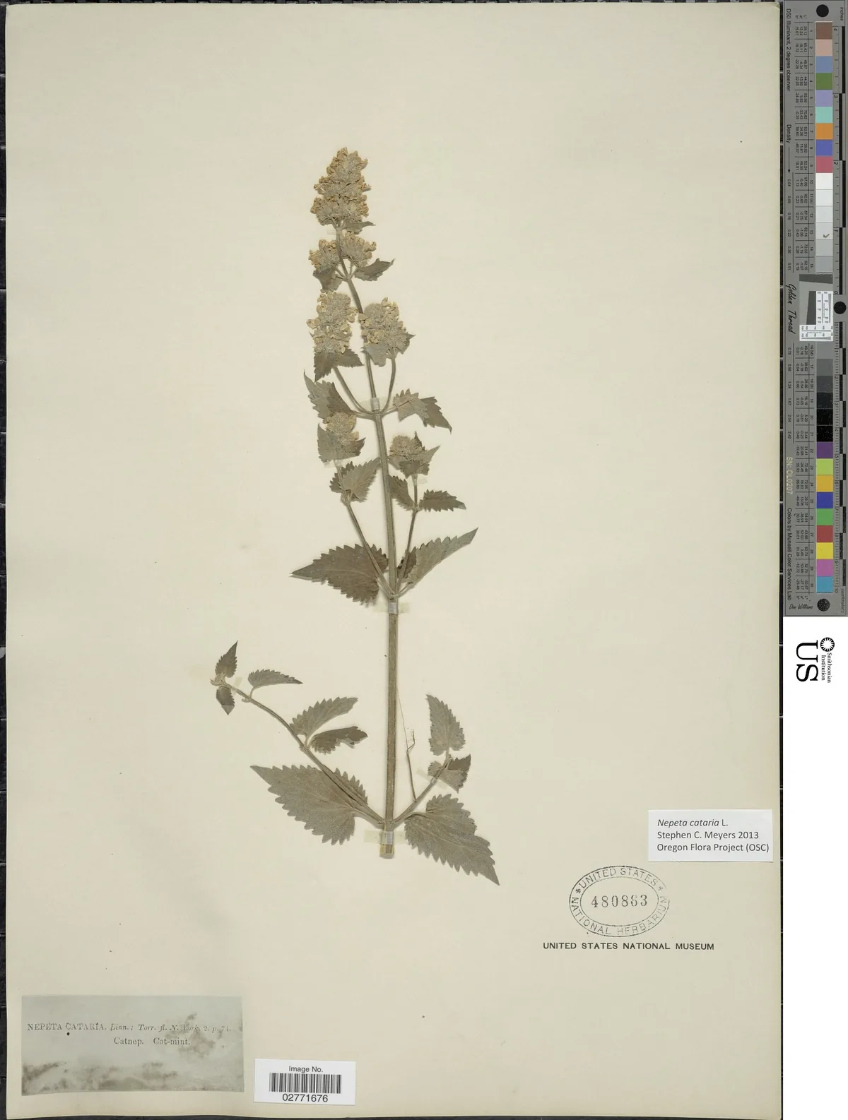 Catnip (Nepeta cataria), photograph