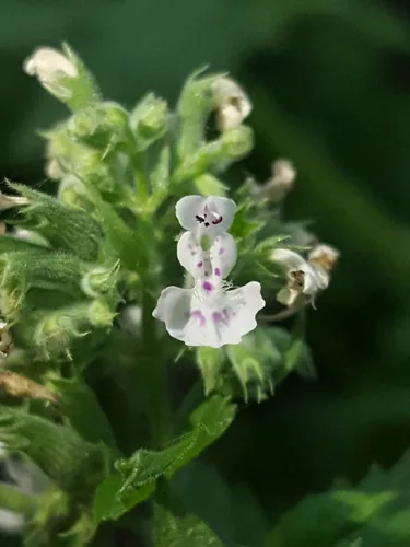 Photo: (c) Alex Abair, some rights reserved (CC BY) · cc-by · via iNaturalist Catnip (Nepeta cataria), photograph