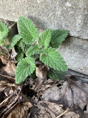 Photo: (c) Amy MacPherson, some rights reserved · CC BY-SA · via iNaturalist catnip (Nepeta cataria), photograph