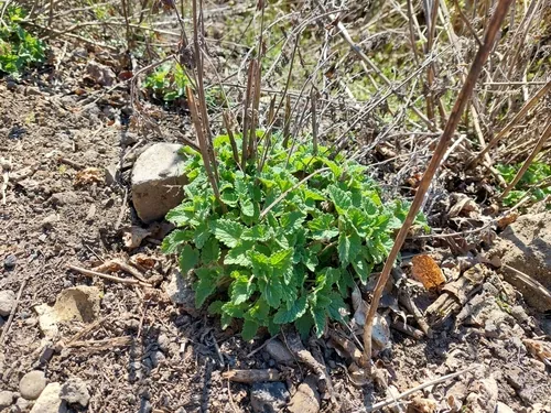 Catnip (Nepeta cataria), photograph