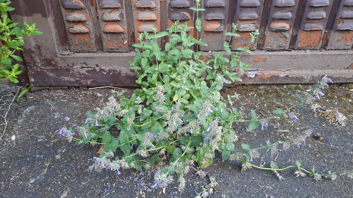 Catmint (Nepeta × faassenii), photograph